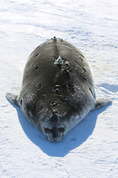 Weddell seal with instruments
