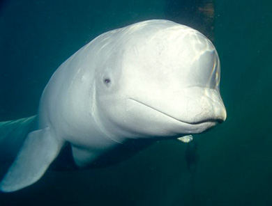 😺The Real Life Of Beluga 😸 