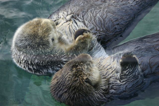 Alaska Species - Alaska Sealife Center