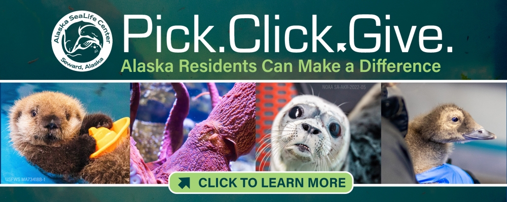 SeaLife Center takes in 4 Southcentral Alaska harbor seals - Alaska Public  Media