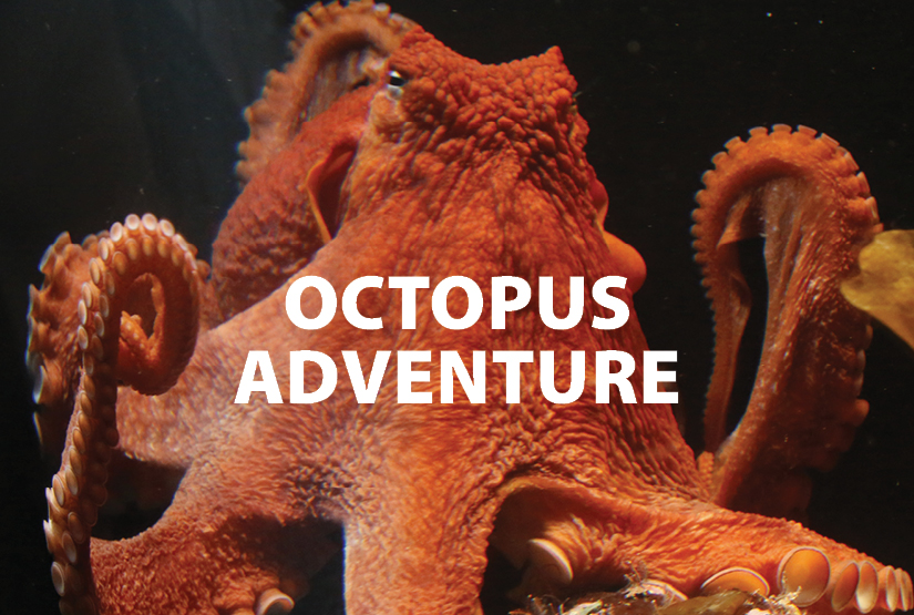 Octopus Adventure