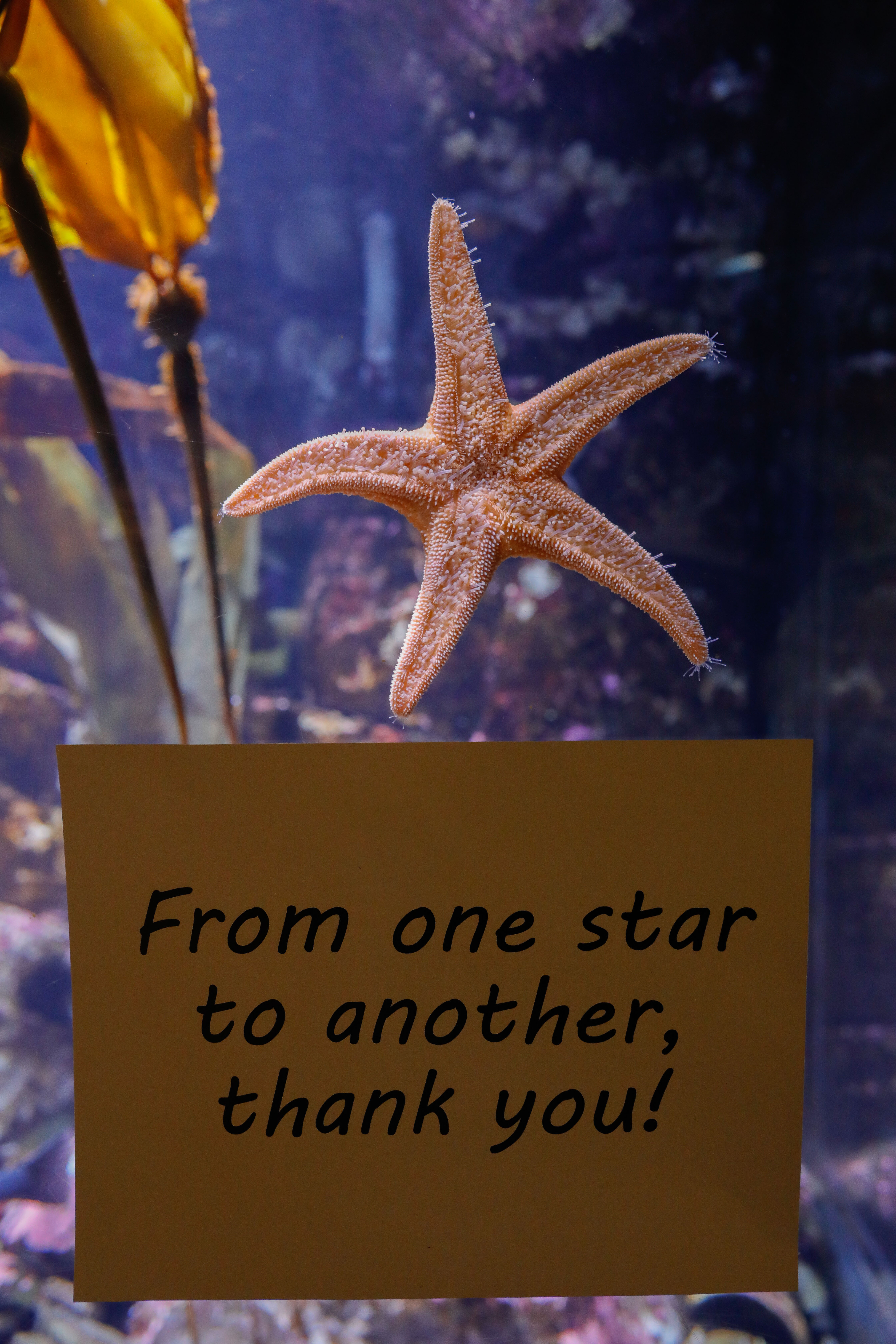 From one star to another, thank you!