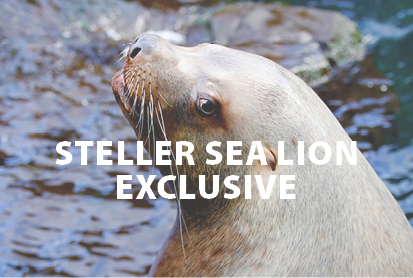 Steller Sea Lion Exclusive