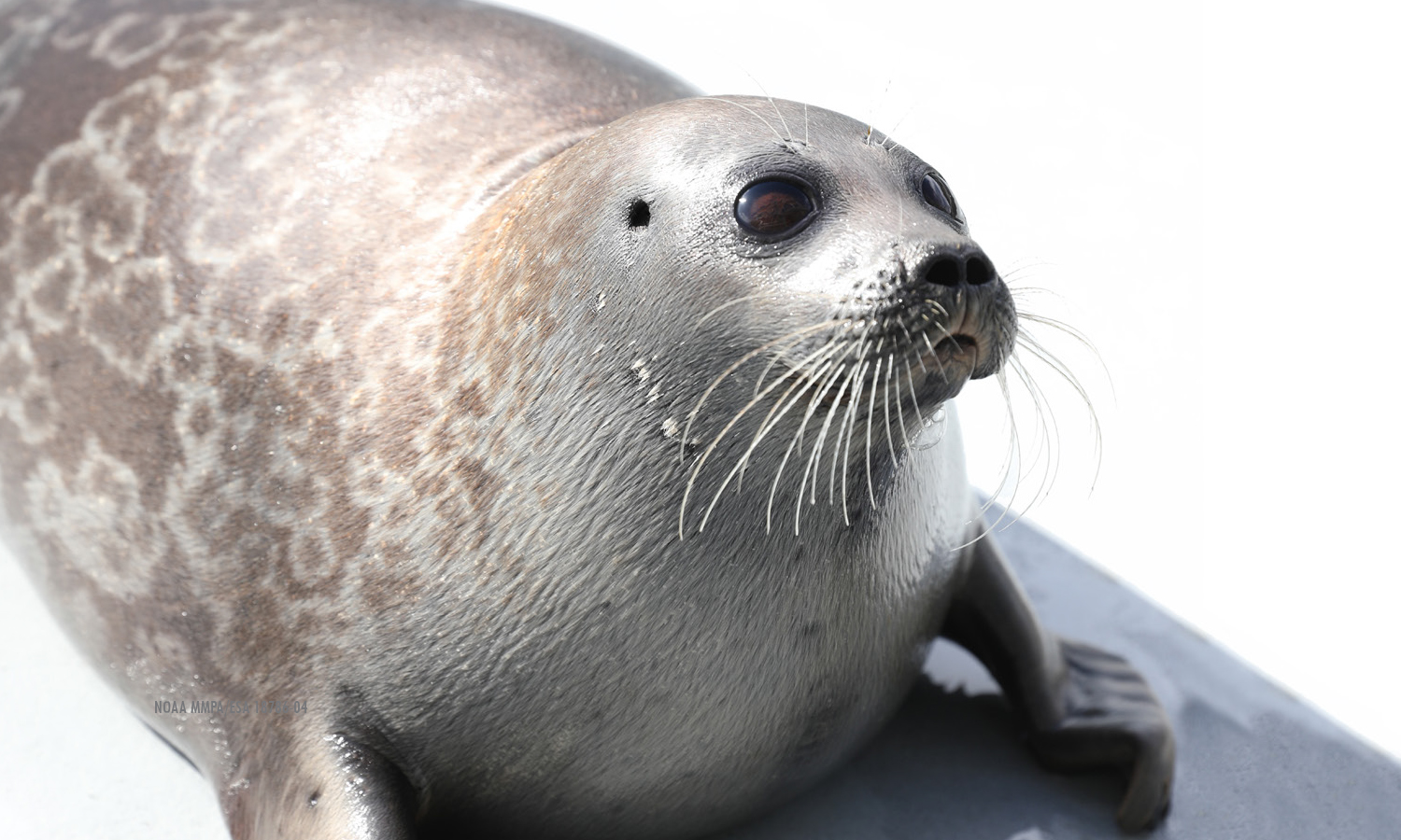 Ice Seal Adventure