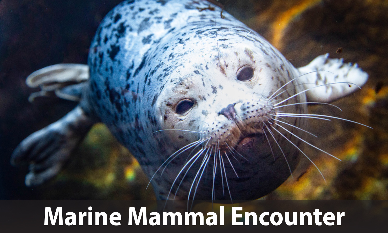 Marine Mammal Encounter