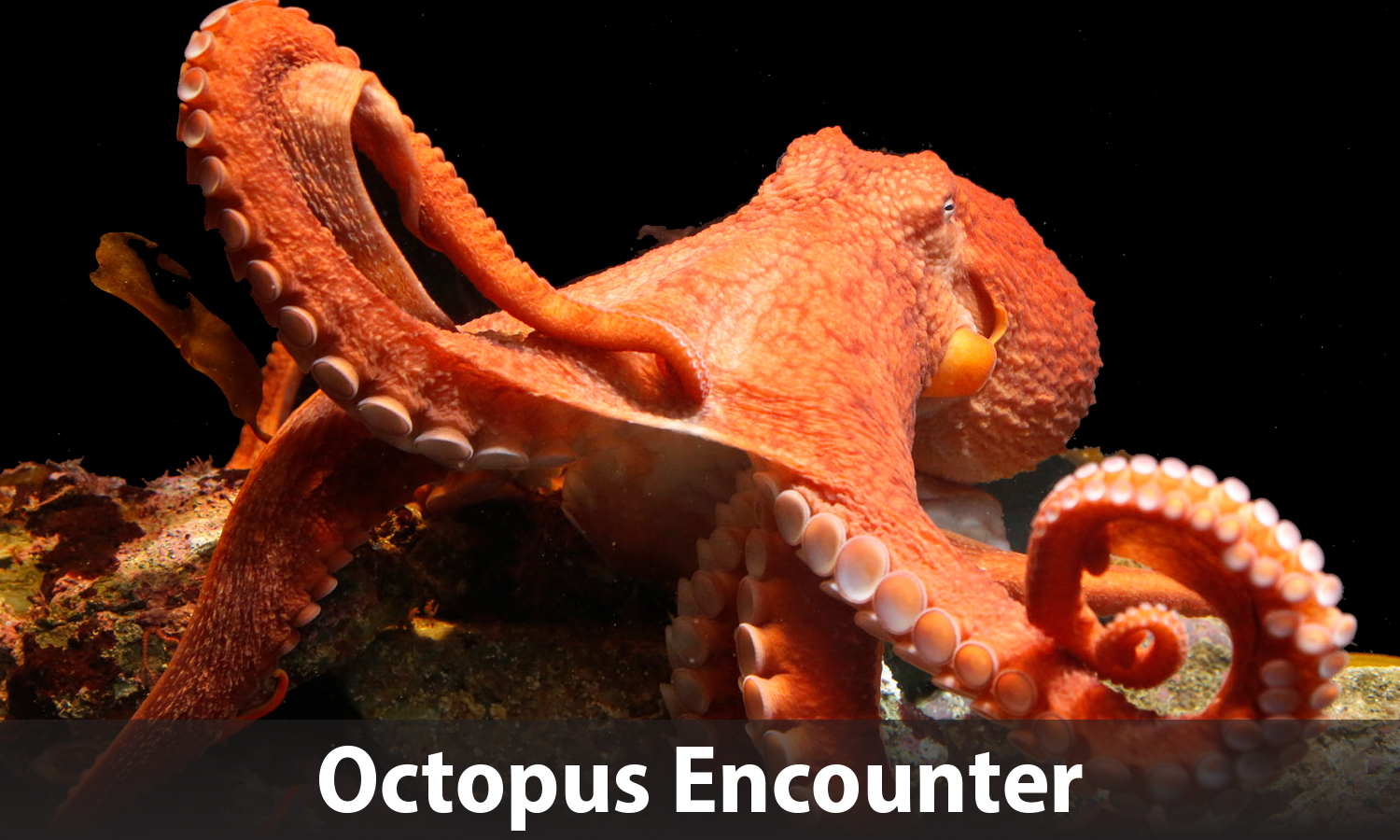 Octopus Encounter