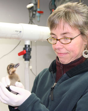 Dr. Tuula Hollmen holds a duckling.