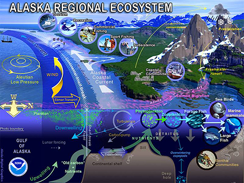 Gulf of Alaska environmental influences