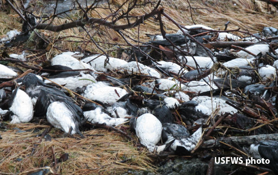 Common murres on beach