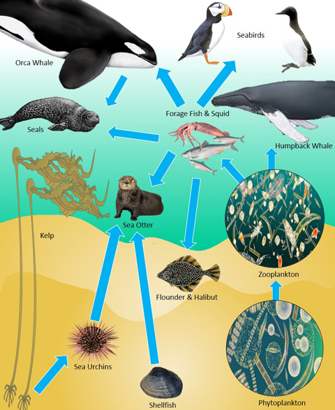 North Pacific food chain