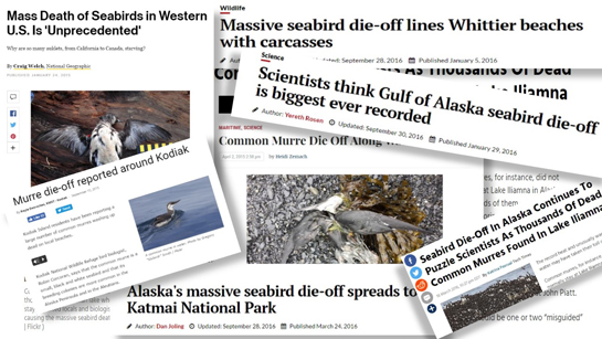 Seabird die-offs news stories